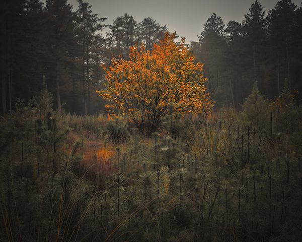 Landschap 17
