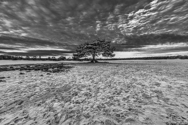 Landschap 49